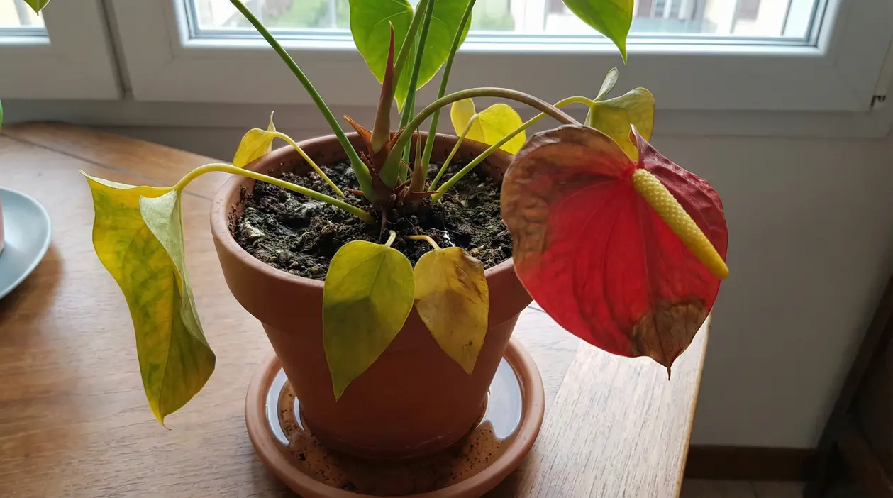Anthurium in vaso con foglie ingiallite e fiore rosso danneggiato vicino a una finestra