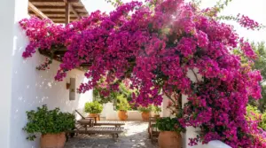 Bouganville fucsia in piena fioritura che ricopre un pergolato e una terrazza con vasi e sedie in legno