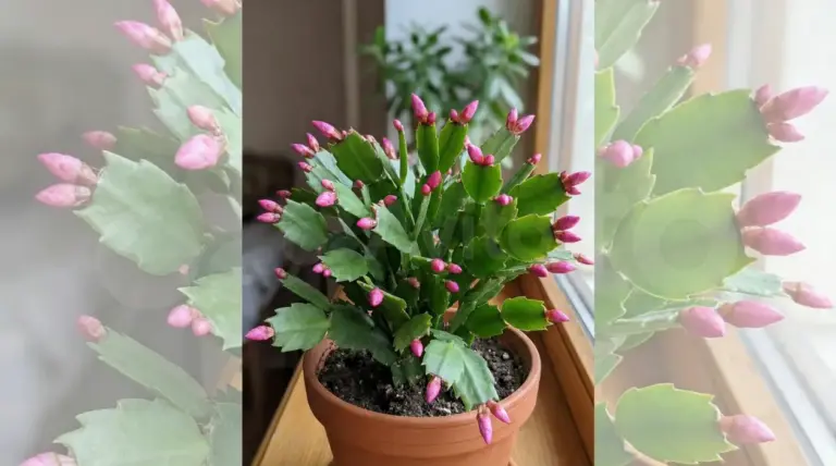 Cactus di Natale in vaso con numerosi boccioli rosa, posizionato su un davanzale.