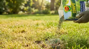 Mano con guanto sparge concime granulare su un prato ingiallito per rinvigorire l’erba e renderla più verde