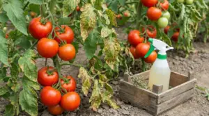 Piante di pomodoro con foglie ingiallite e pomodori maturi, accanto a uno spruzzino per trattamento naturale