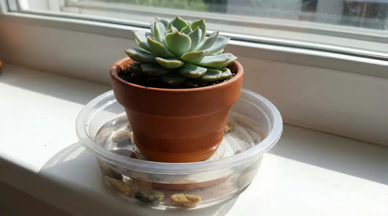 Pianta grassa in vaso di terracotta appoggiato in una vaschetta con acqua vicino a una finestra