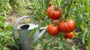 Pomodori maturi con spaccature sulla pianta nell’orto, con annaffiatoio sullo sfondo