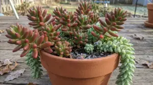 Vaso in terracotta con pianta grassa dai rami rossastri e succulente verdi, con brina invernale sul terriccio