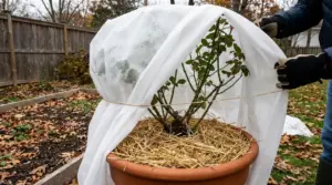Rosa in vaso protetta dal freddo con telo non tessuto e pacciamatura di paglia in giardino
