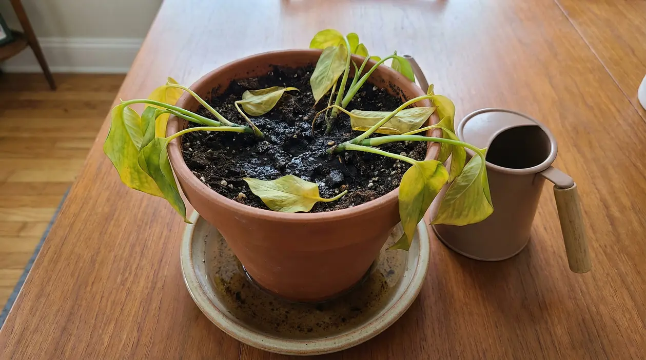 Pianta in vaso con foglie gialle e afflosciate e terriccio molto bagnato, segnale di irrigazione eccessiva