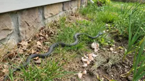 Serpente nero striscia tra l'erba vicino a un muro di casa accanto ad aglio e piante aromatiche