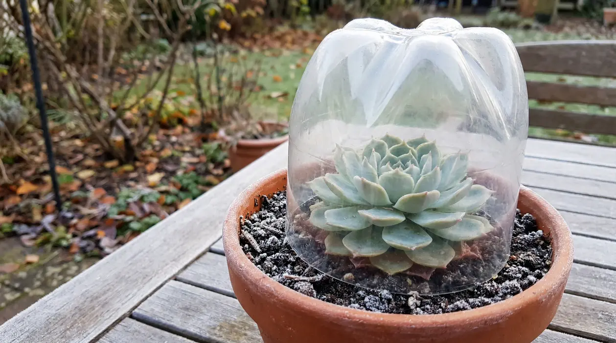 Pianta grassa in vaso protetta dal freddo con una bottiglia di plastica trasparente come mini serra