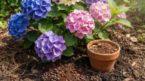 Ortensie rosa, viola e blu in giardino con vasetto di terracotta e fondi di caffè sul terreno