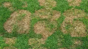 Prato con chiazze secche e ingiallite tra l’erba verde, segni di stress idrico o problemi del suolo