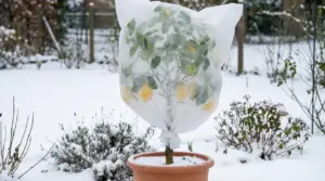 Pianta di limone in vaso coperta con tessuto non tessuto in giardino innevato per proteggerla dal gelo
