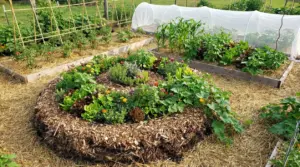 Orto sinergico con aiuole pacciamate, ortaggi e fiori consociati, tunnel protettivo e sostegni per pomodori